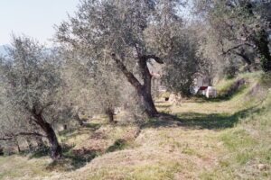 Dolceacqua. Der Olivenhain vom Ferienhaus. Urlaub an der Blumenriviera in Ligurien