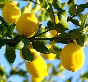 Das Land der Zitronen. An der italienischen und französischen Mittelmeerküste