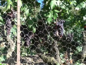 Rossese Trauben aus Dolceacqua Ligurien