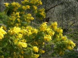 Mimosen beim Ferienhaus Casa Rochin bei Dolceacqua in Ligurien