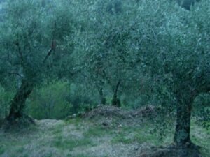 Dolceacqua. Im Olivengarten vom Ferienhaus Casa Rochin