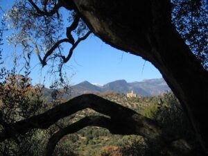 Dolceacqua. Olivenbaum mit Ausblick zu San Gregorio. Urlaub an der italienischen Riviera in Ligurien