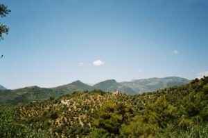 Dolceacqua. Olivenhaine vor San Gregorio. Urlaub an der italienischen Riviera.