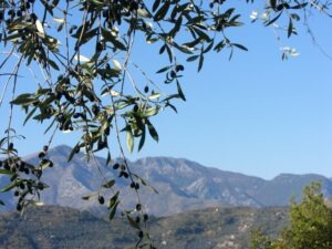 Dolceacqua. Taggiasca Oliven beim Ferienhaus Casa Rochin