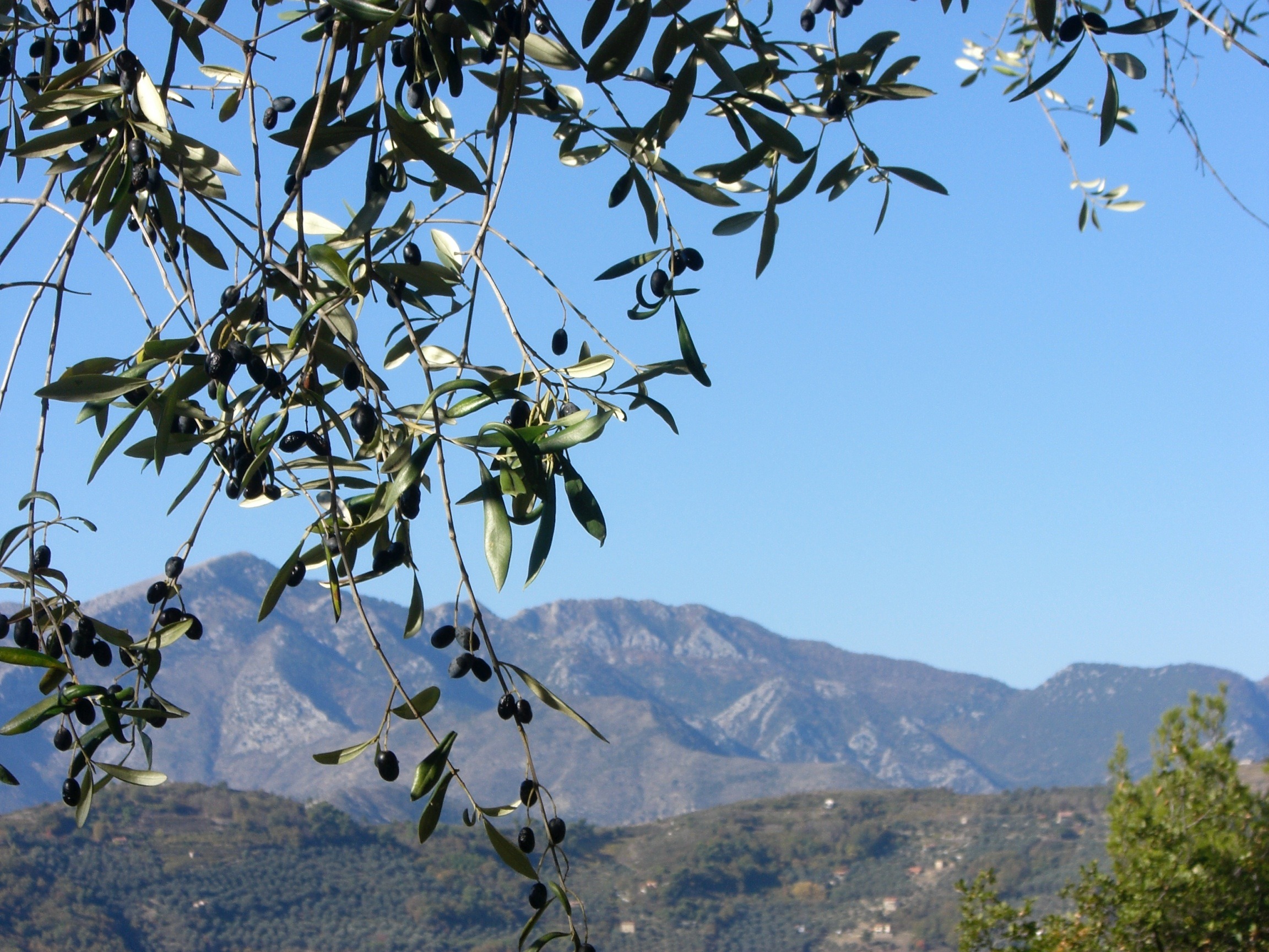 Dolceacqua. Taggiasca Oliven beim Ferienhaus. Urlaub in Ligurien an der italienischen Riviera