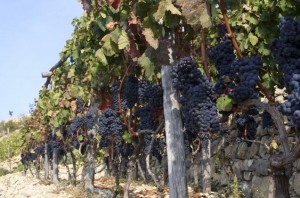 In Dolceacqua an der Blumenriviera in Ligurien werden die berühmten Rossesetrauben angebaut