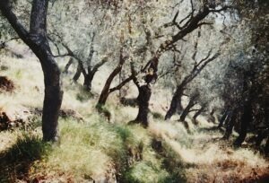 in einem wildromantischen Olivengarten