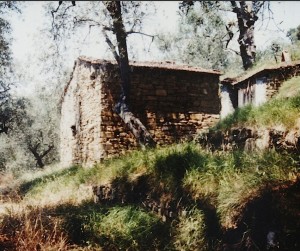 Eine Ruine im Olivenhain 