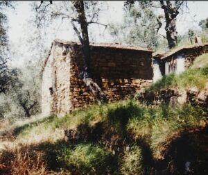 Eine Ruine im Olivenhain