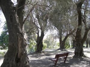 Menton. Le Parc du Pian. Der Olivenhain