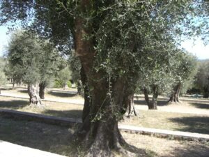 Menton. Le Parc du Pian.