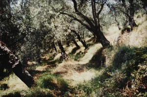Der terrassierte Olivenhain