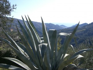 Perinaldo. Ausblick vom Ferienhaus