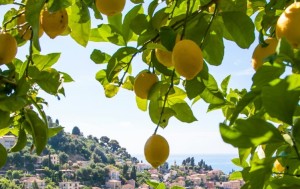 Menton die Stadt der Zitronen