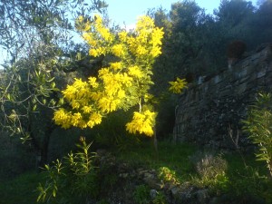 Mimosen beim Ferienhaus Casa Rochin in Dolceacqua