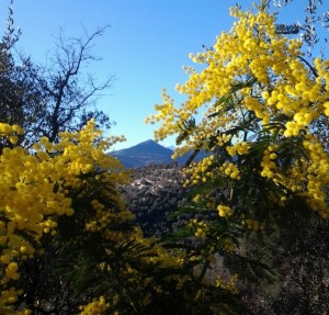 Mimosen in den Huegeln ueber Dolceacqua beim Ferienhaus Casa Rochin