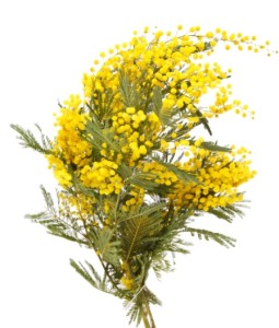 ein Strauss Mimosen zum Festa della Donna