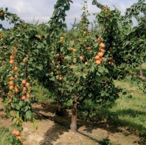 Aprikosenbaum in Ligurien