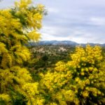 Mimosen mit Blick auf die Seealpen