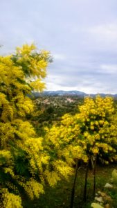 Mimosen mit Blick auf die Seealpen