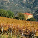 Weinberg bei Dolceacqua