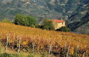 Weinberg bei Dolceacqua