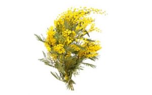 ein Strauss Mimosen zum Festa della Donna