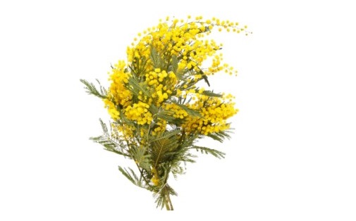 ein Strauss Mimosen zum Festa della Donna