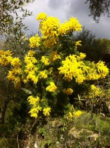 Mimosen an der italienischen Riviera