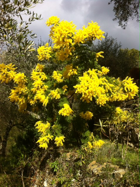 Mimosen an der italienischen Riviera