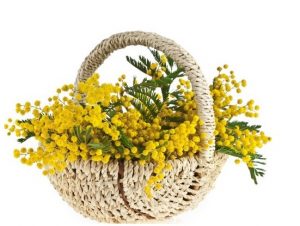 Mimosen werden zum Festa della Donna verschenkt.