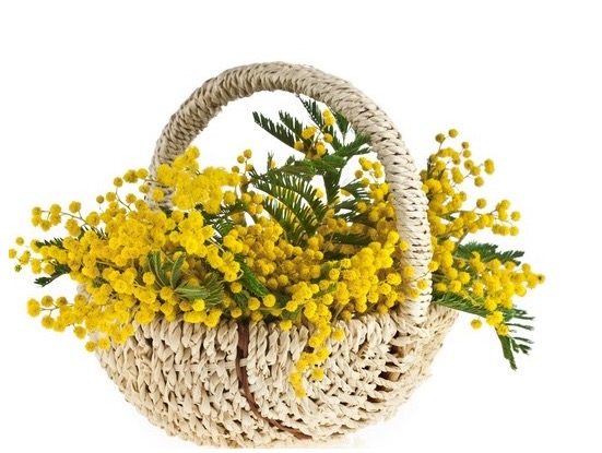 Mimosen werden zum Festa della Donna verschenkt.