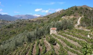 Dolceacqua Weingut von Antonio Zino Mauro