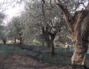 Olivenernte in Ligurien